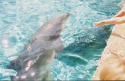 007-Feeding dolphins